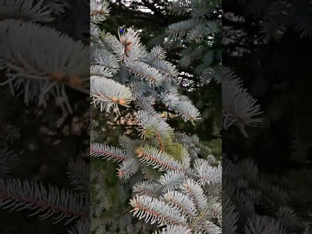 Christmas time is here #shortsvideo #nature #naturelover