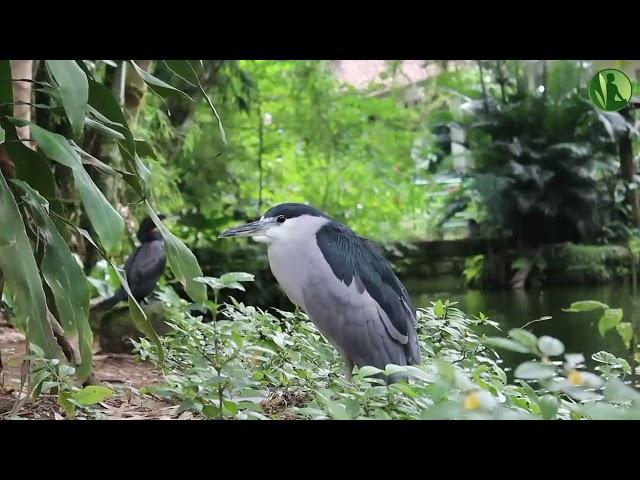 2 HOURS with Sounds of Nature: Birds, Flowing Water, Stream (HD)