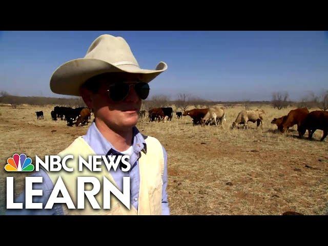 Cattle Ranching in the Texas Panhandle