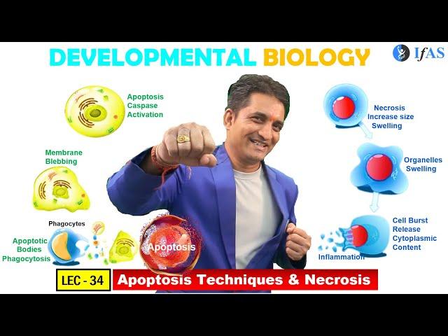 CSIR NET JUNE 2025 I Developmental Biology I Lecture 34 I Apoptosis Techniques & Necrosis I IFAS