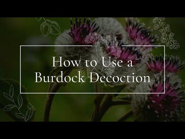 How to Use a Burdock Decoction