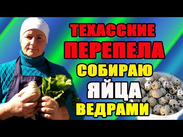 Техасские перепела. Собираю яйца ведрами. Содержание.