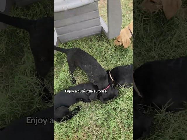 Happy Monday  #labrador #puppies #labradorretriever #blacklab