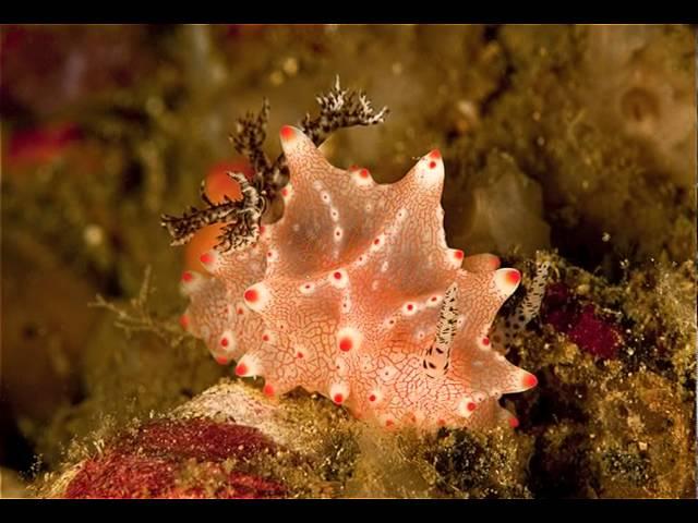 Lembeh