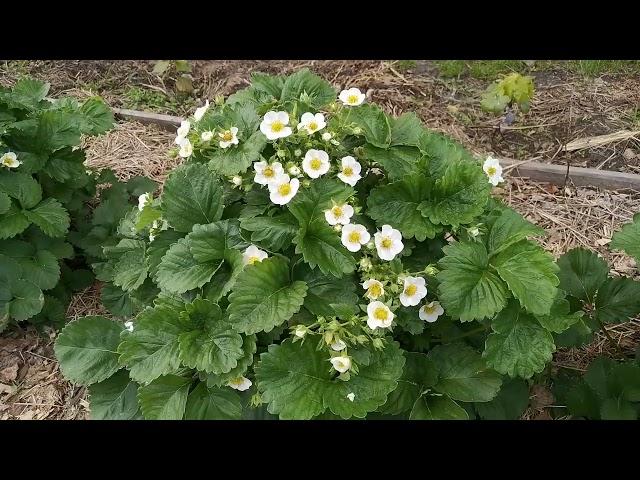 Размер куста клубники Купчиха.