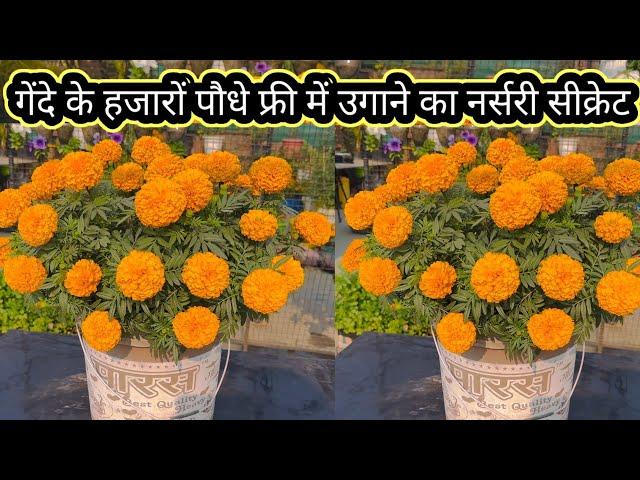 Nursery secret to grow thousands of marigold plants for free