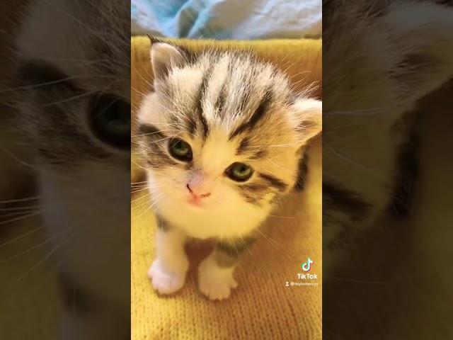 Kedi Videoları #shorts