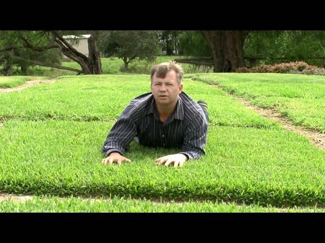 Choosing The Right Turf For Your Situation In Australia