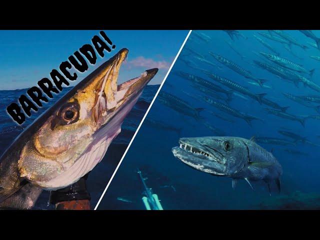  Pescando BARRACUDAS - Pesca Submarina en Canarias