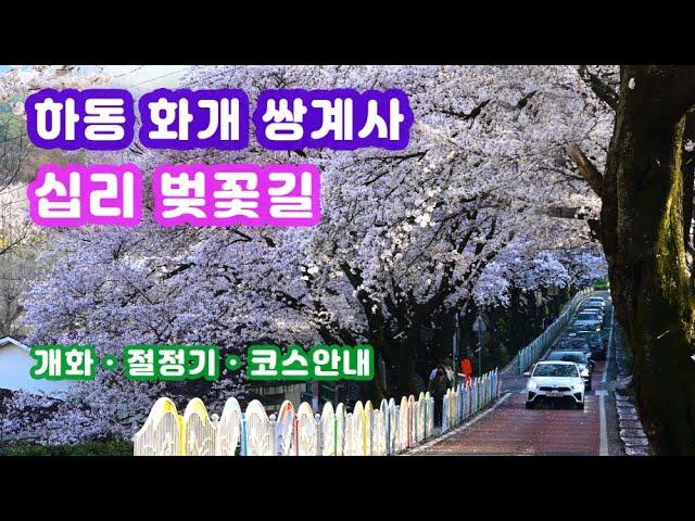 [봄꽃여행] 하동 십 리 벚꽃길 개화시기와 섬진강 십리벚꽃길 코스안내