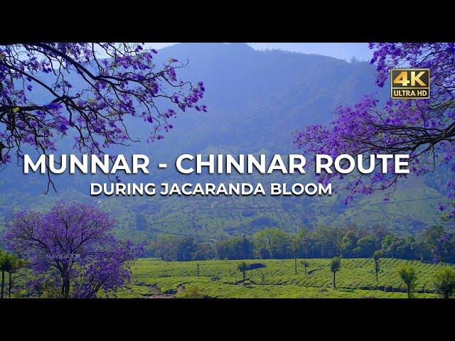 Munnar - Marayur - Chinnar Route | Purple Valley In Munnar | Vlog#73