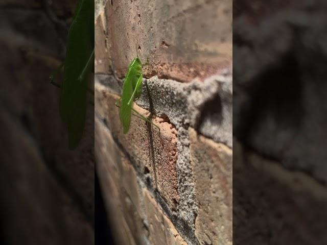  I absolutely worship crickets and this is a huge cricket with gigantic feet