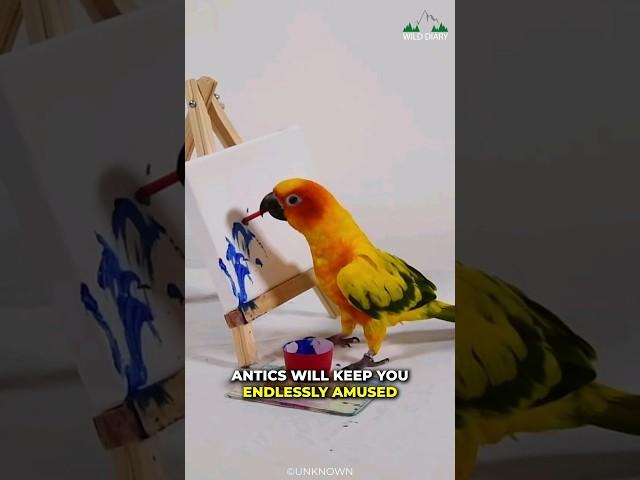 Sun Conure | The Brilliant And A Beautiful Parrot