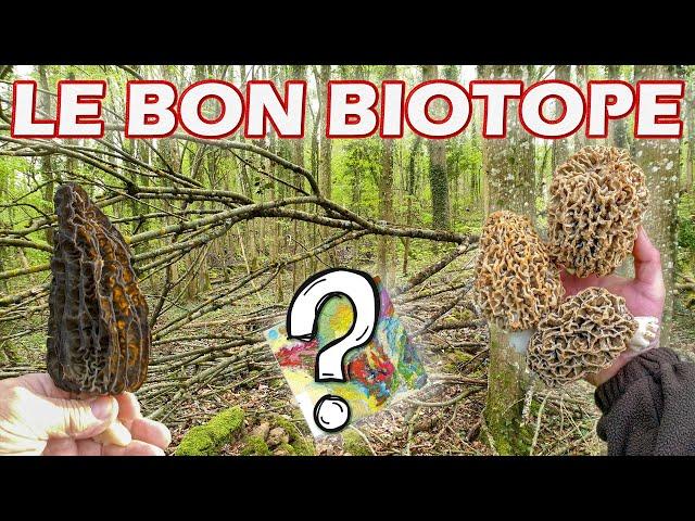 Où trouver des morilles ? Mes astuces concernant le biotope.