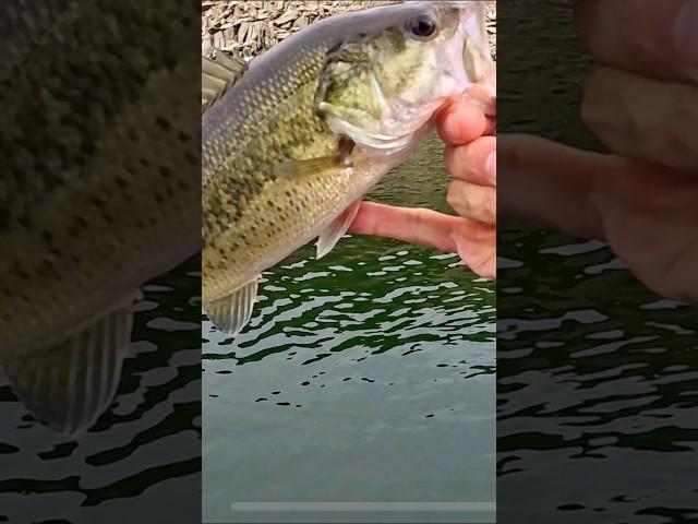 Fishing Blackbass, pesca Blackbass