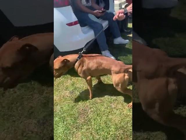 biggest APBT i have ever seen at 70lbs he is OFRN top and bottom #explore #apbt #pitbull #foru #fyp