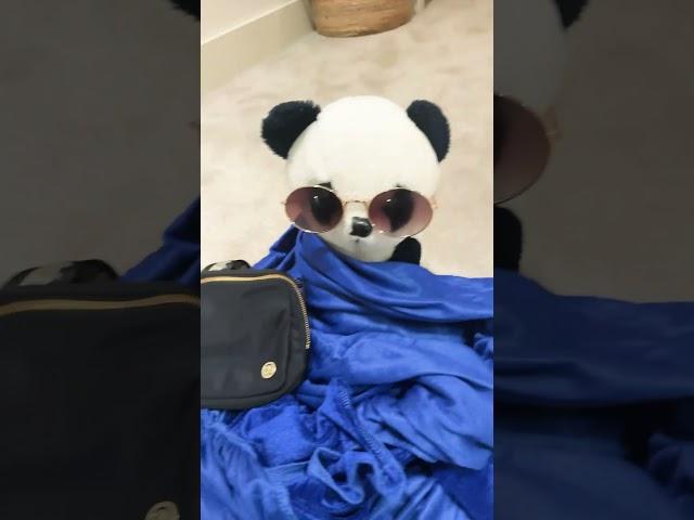 Dressing the panda!