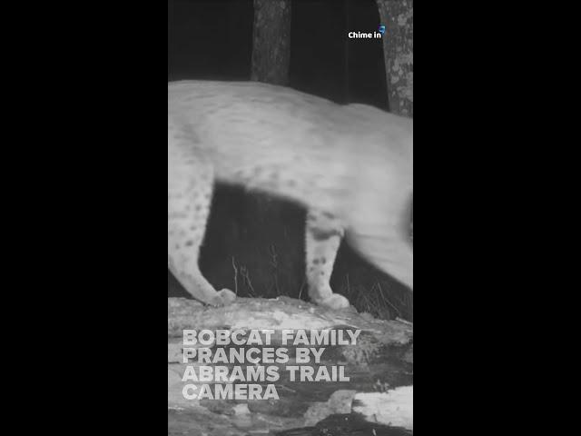 Bobcats prance by Abrams trail camera