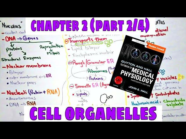 Cell organelles-Chapter 2(part2/4) (nucleus, endoplasmic reticulum, lysosomes etc) - Guyton and Hall