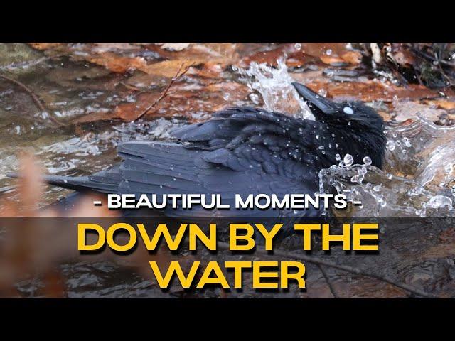 Crows: Bathing & Foraging At Forest Stream  | Nature Film