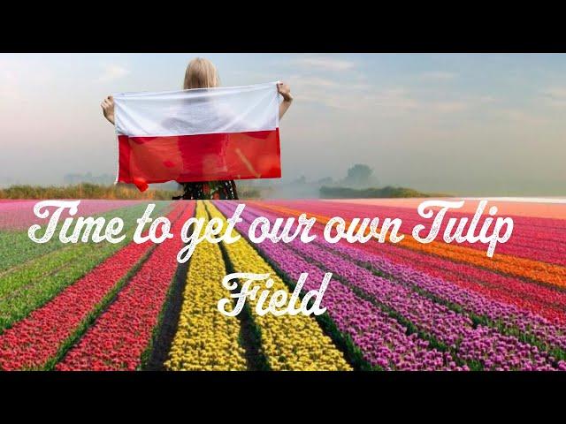 IF CHERRY BLOSSOM THEN WHY NOT TULIP FARM IN POLND? AN EXPAT APPEAL| #polska #krakow