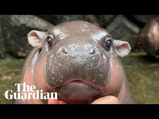 Moo-Deng: the two-month-old baby pygmy hippo becoming an online giant