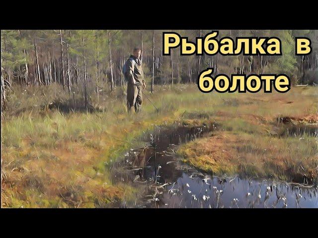 Рыбалка по "окошкам" в болоте.