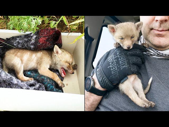 Baby fox looking for help and came to people. Little baby fox rescue.