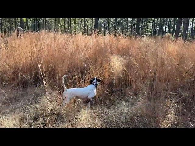 Pointer and Brittany!