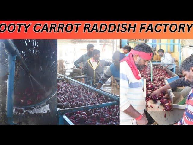 OOTY Carrot Raddish Factory | Tourist Places #ootytour #ootytrip #maniblog #nationalwoodstv