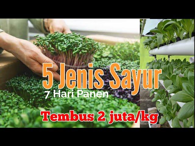 5 sayuran yang cepat menghasilkan uang dalam waktu singkat ~ tembus 2 juta per kilo