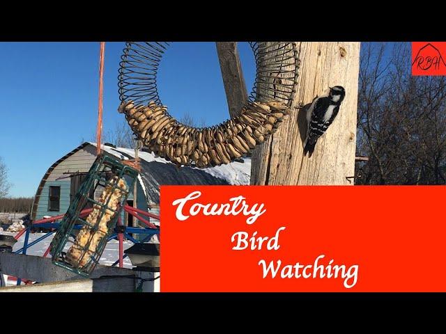 Red Barn Homestead presents Country Bird Watching (50% small birds/50% Wood Peckers).