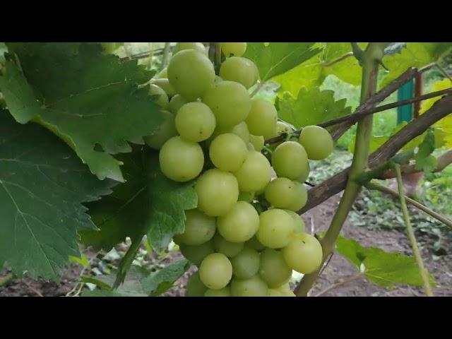 Виноград. На 12.08.2024г.
