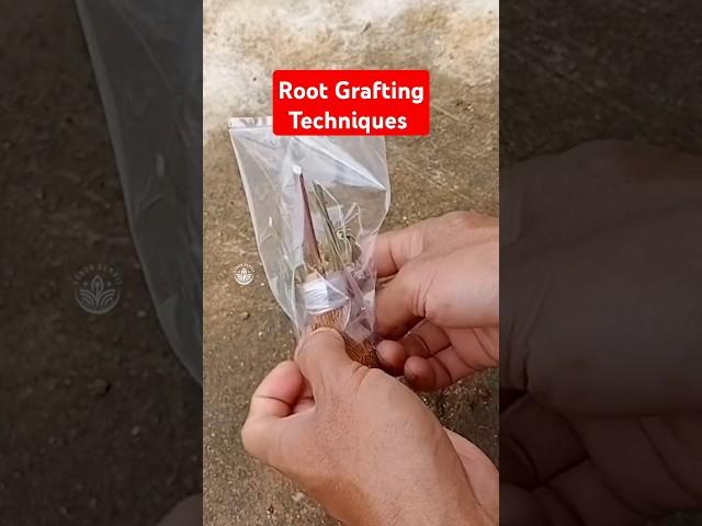 Root grafting techniques #grafting #graftingtechnique  #sambungakar #rootgrafting #howtografting