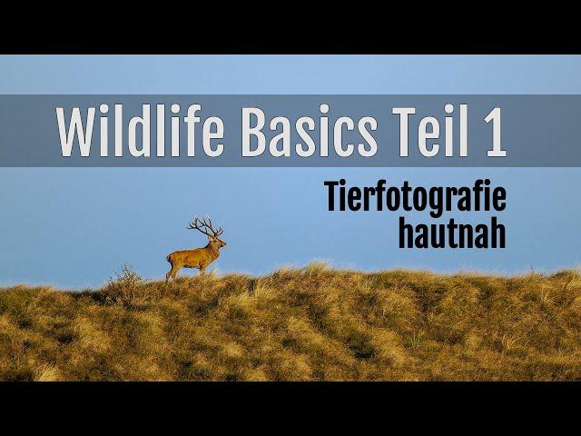 Tierfotografie hautnah! Wildlife-Basics Teil 1: Meine Tricks für die Wildlife-Fotografie