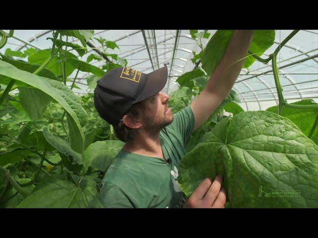 How To Trellis Greenhouse Cucumbers For More Harvests