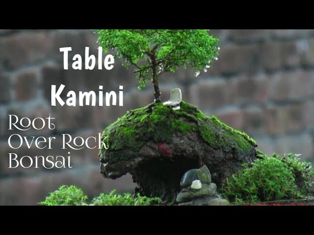 How to make a root over rock bonsai.টেবিল কামিনির রুট ওভার রক বনসাই। Table Kamini.