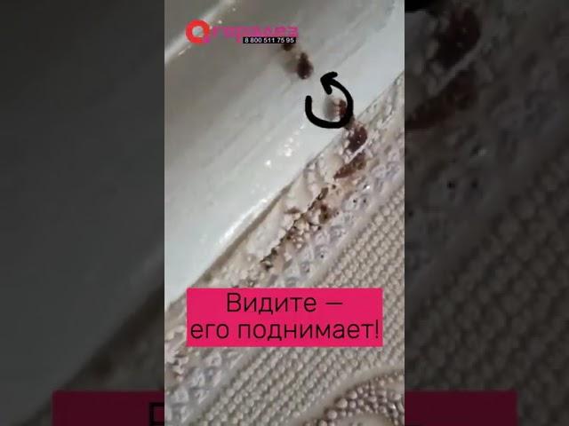 Как быстро дохнут клопы после дезинсекции