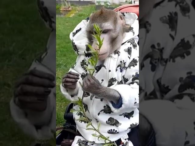 с праздником друзья, продолжение на канале #monkey #домашняяобезьяна #macaque  #обезьяна #capuchin