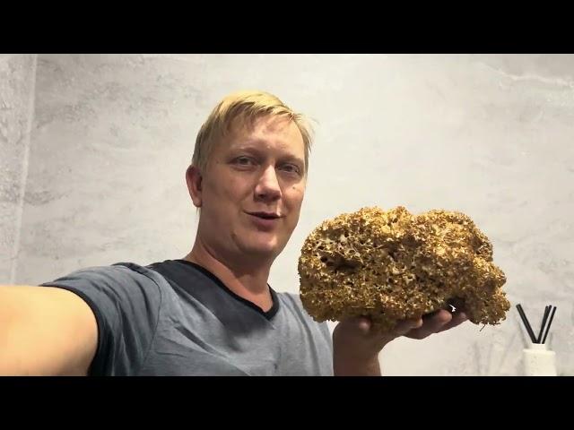 СПАРАССИС КУРЧАВЫЙ СНОВА ВЫРОС ! Грибы 2024 !