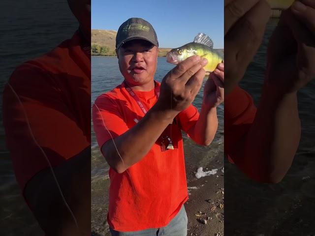 Here Is Seven Having An Incredible Day Fishing: Multiple Species Day In Colorado: #fishing #shorts