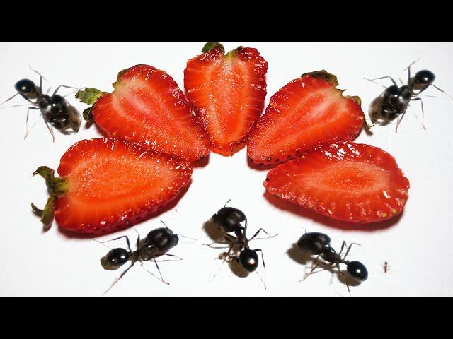 Ants Vs Strawberry Timelapse - Ants Eating Timelapse