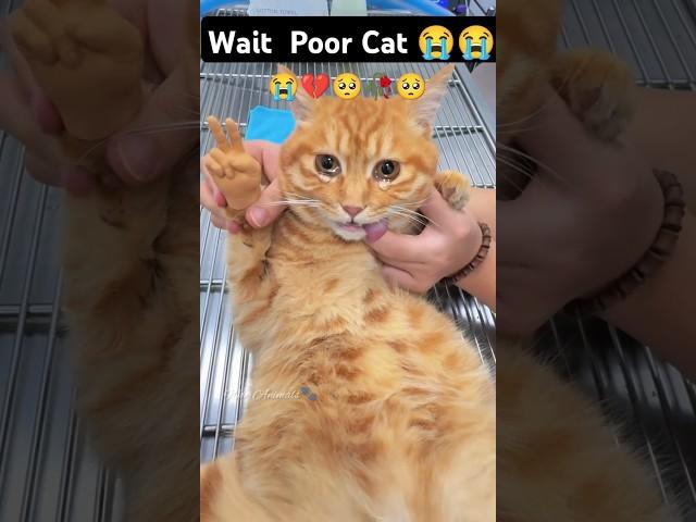 THIS MAKES ME CRY ll CAT NEED HELP #cat #catlover #poor#sad #kitten
