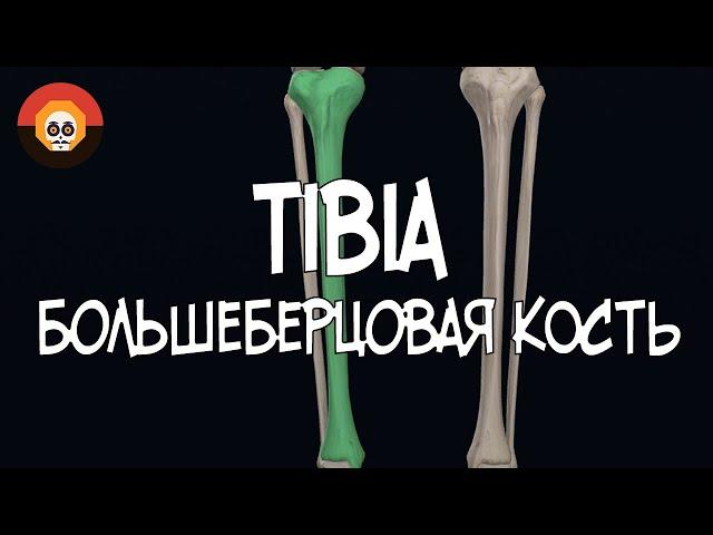 Большеберцовая кость (Fibula) 3D Анатомия