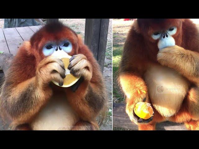 He eats all Flavedo and oil sacs | I love to watch that all day! Golden monkey