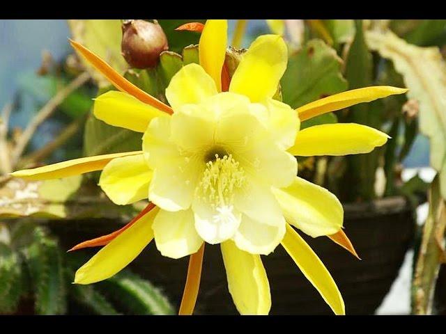 Epiphyllum Blüten