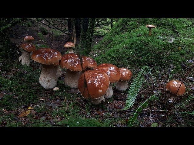 Fairytale Porcini Wales 2019 Part 2