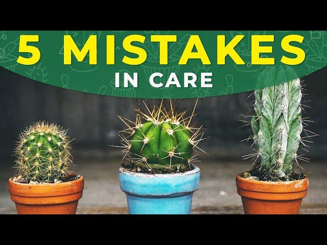 5 COMMON MISTAKES IN CACTUS CARE