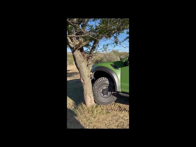 Ford Raptor Climbing a tree chasing a LION |  Who wins?