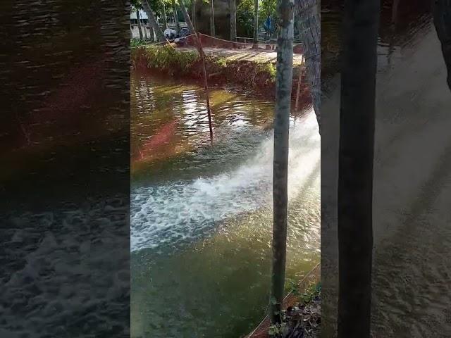 fish catching